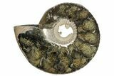 One Side Polished, Pyritized Fossil Ammonite - Russia #174999-1